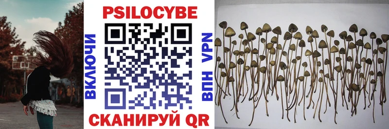 shop телеграм  купить закладку  Кашира  Псилоцибиновые грибы Psilocybine cubensis 